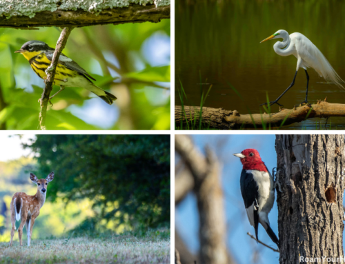 See hundreds of birds at Hagerman National Wildlife Refuge