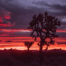 Joshua Tree National Park