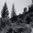 Stevens Pass Haunting along the Iron Goat Trail